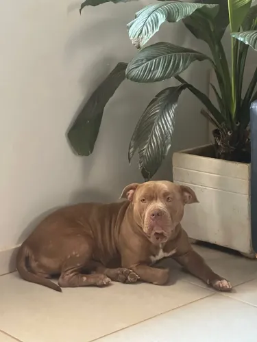 American bully fêmea 