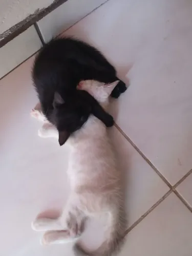 Duas gatinhas.
