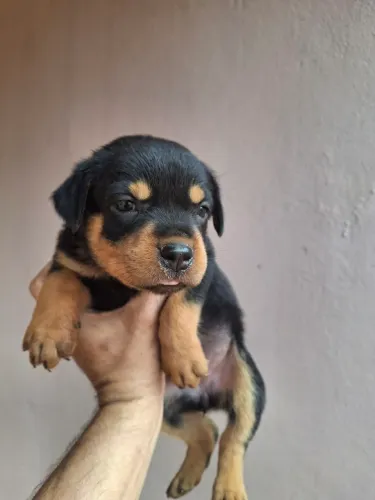 Filhotes de rottweiler