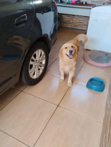 Golden retriever Adestrada!