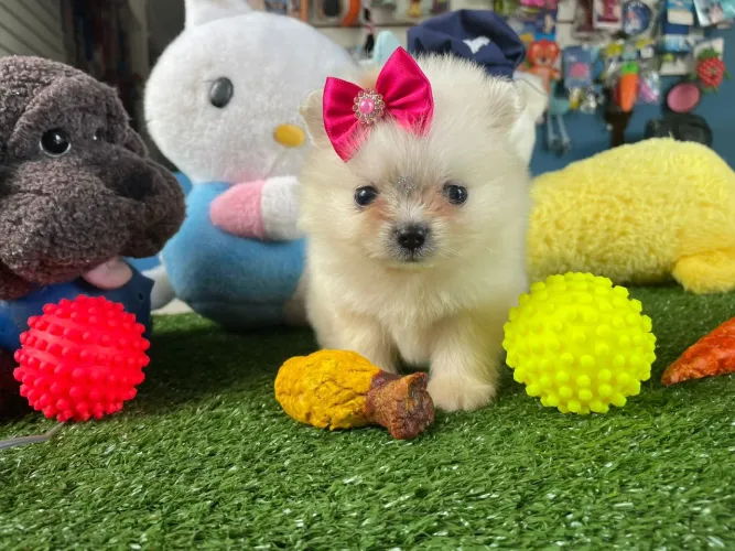 Spitz alemão fêmea mini 