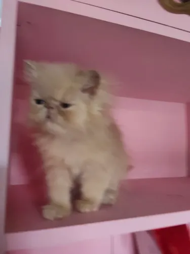 Filhotes gatos raça persa