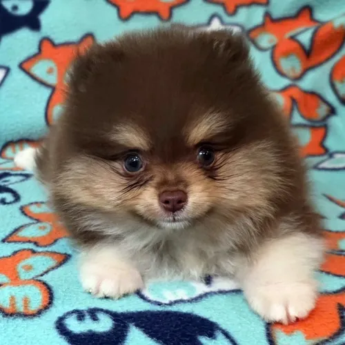 Lulu Da Pomerania: Pelagem exuberante, olhar curioso e um amor sem fim.