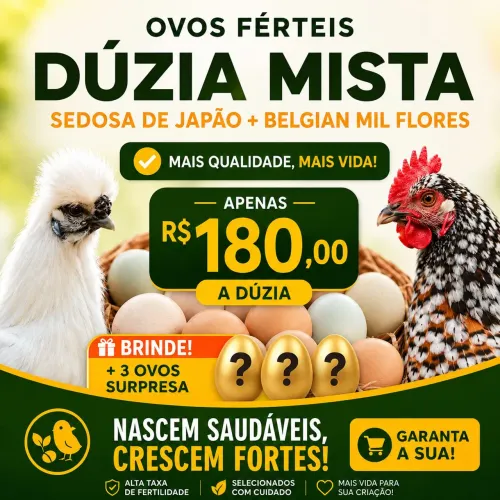 OVOS FÉRTEIS DE GALINHA SEDOSA DO JAPÃO E BELGIAN