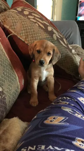 Filhotes de Beagle | Um momento inesquecível.