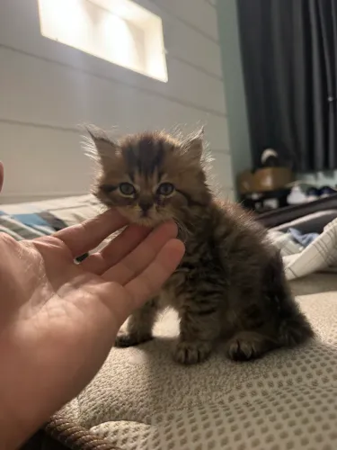 Gato persa puro - filhote 1/2 meses (fêmea)