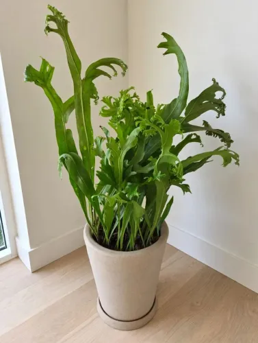 Samambaia crespa grande no vaso pronta para sala/varanda