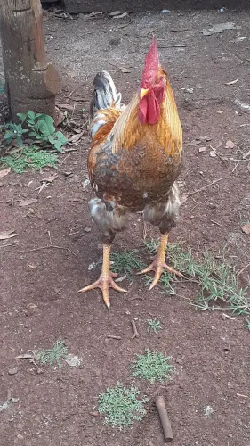 Vendo
