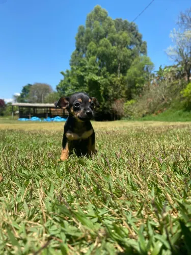 Pinscher macho a venda