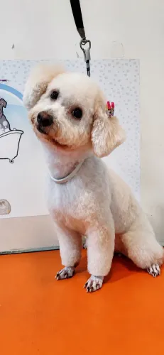 Procuro namorado para mel