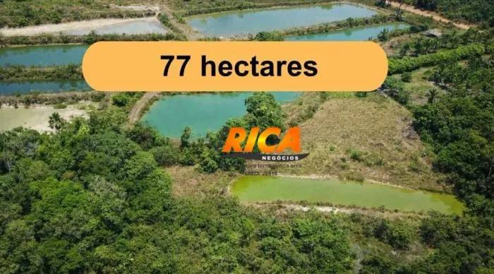 VENDE-SE UMA EXCELENTE PSICULTURA À 4 KM DA BR 319