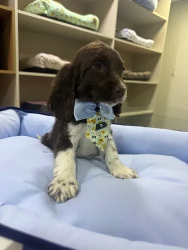 Cocker 