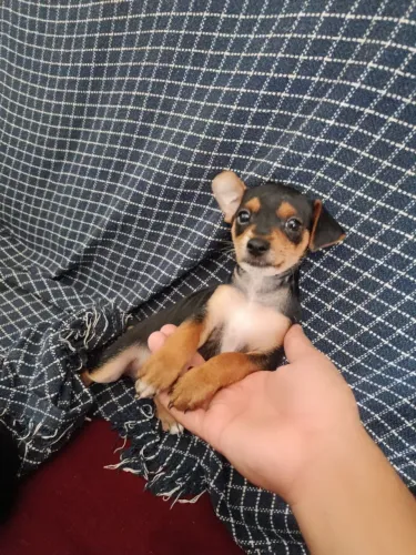 Cachorro pinscher recém-nascido