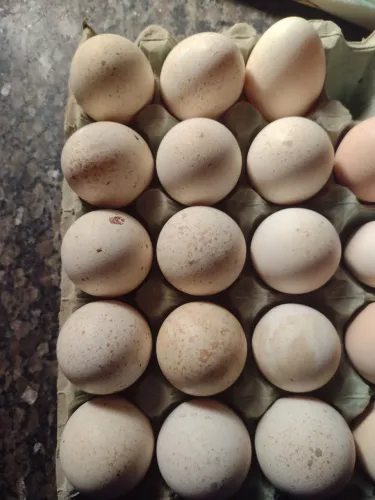 Vendo ovos de perú galados 