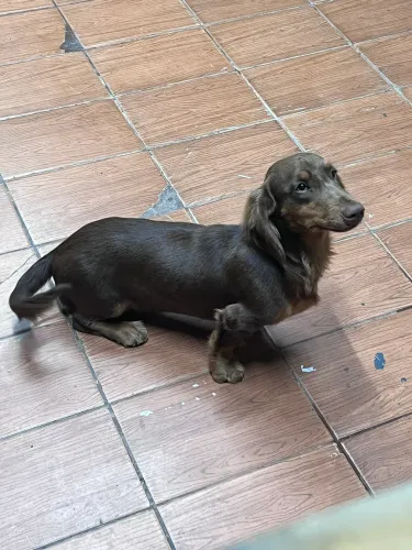Dachshund alerquim pelo longo