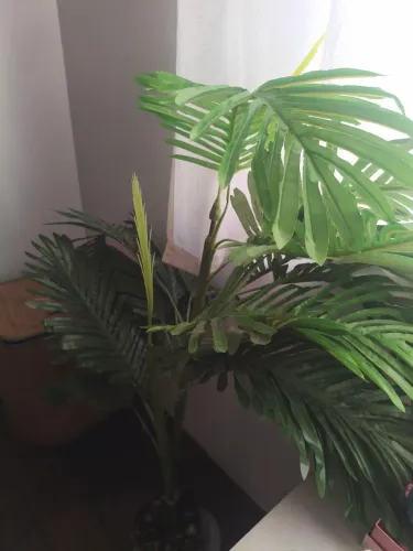 Linda planta costela de Adão artificial grande