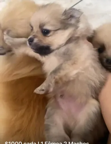 Spitz alemao alegre, fofo