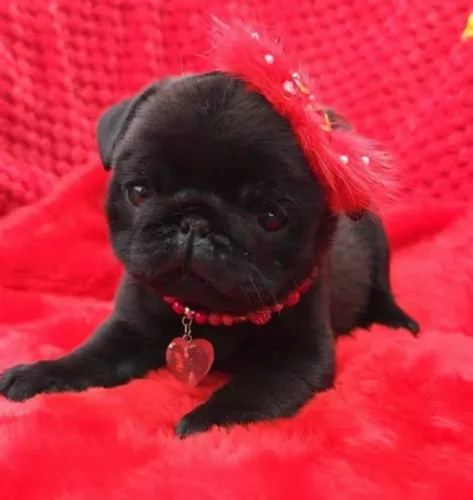 Fêmea Pug promoção