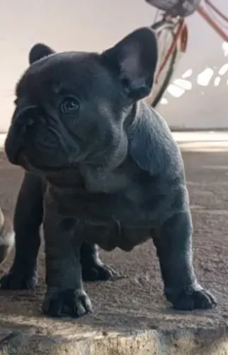Buldog francês Blue