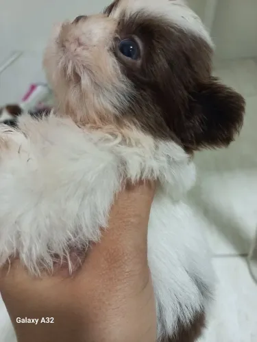 Filhote raça shih tzu
