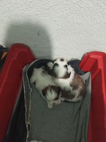 Cachorro ?