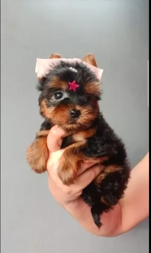 Yorkshire terrier femea