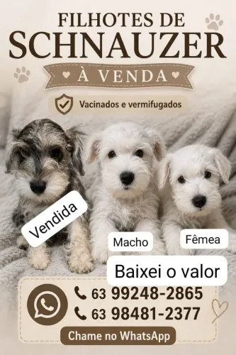 Filhotes SCHNAUZER