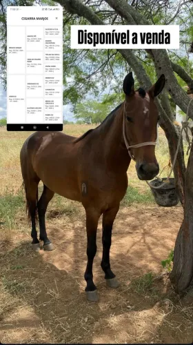 Cavalo 
