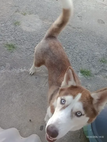 Cachorra husky siberiano