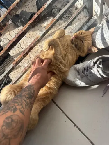 animal