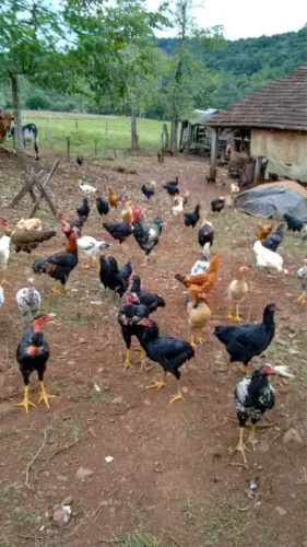 Frangos e galinhas Caipira