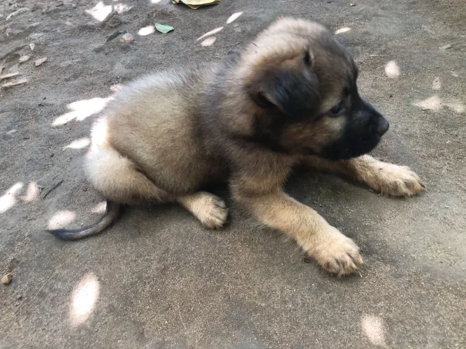 Vendo filhotes de chow-chow misto