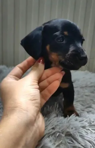 Dashund teckel salsichinha filhotes com Pedigree