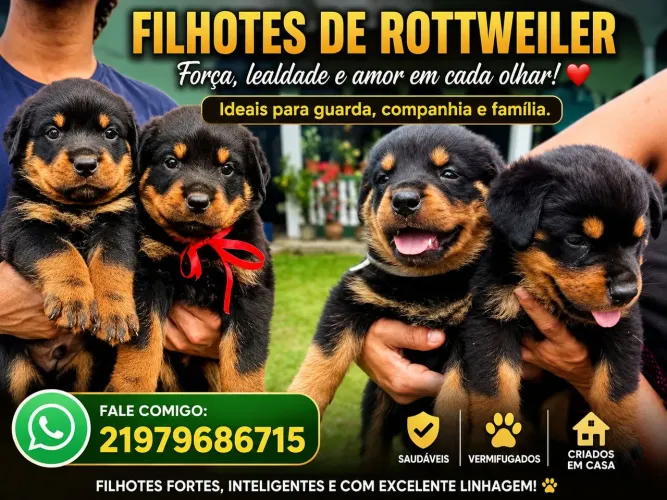 Rottweiler cabeça de touro macho e fêmea raça pura 