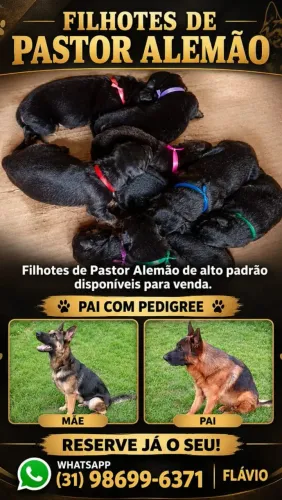 Filhotes de pastor alemão de alto padrão
