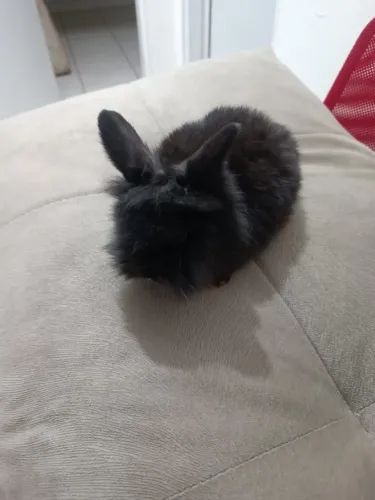 Mini Coelhos Lionhead