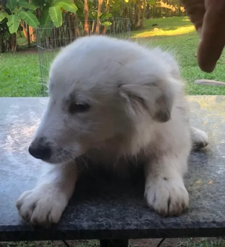 Border Collie FILHOTES PURO SANGUE
