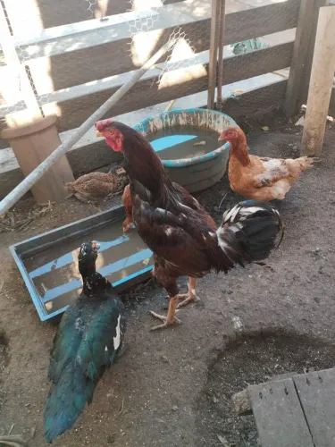 Galos gigante, galinha caipira e patos.