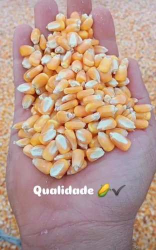 Venda de Milho em Grãos e Rações Direto da Fazenda com Disponibilidade de entrega
