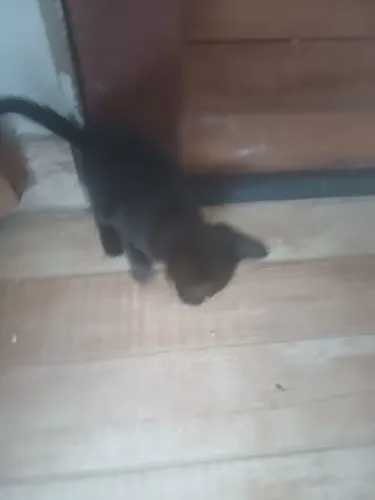 Doações de Gatos