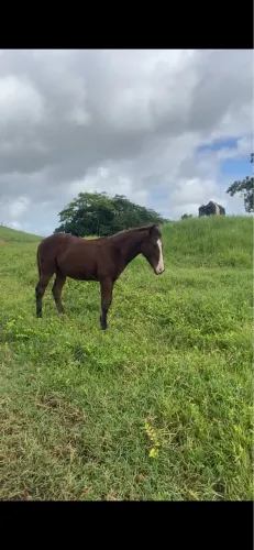 Vendo potro QM com 6 meses