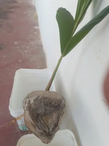Mudas coco vários tamanhos!