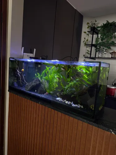 Aquário para peixes 