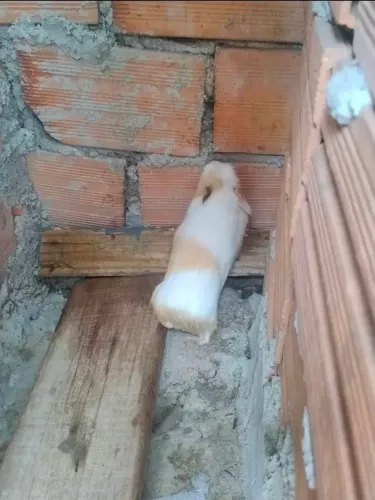 Porquinho da Índia
