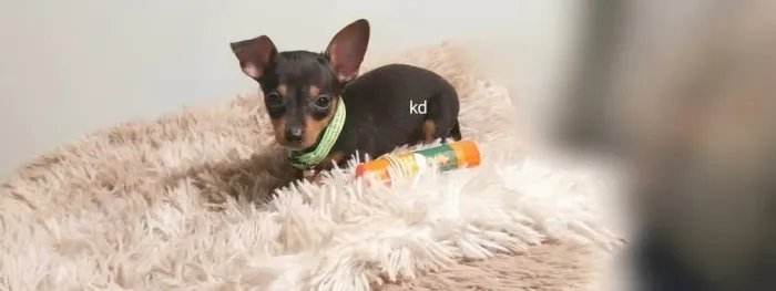 Pinscher machos e femeas ja vacinados
