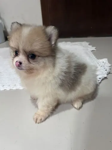 Vendo filhotes de spitz alemão machos 