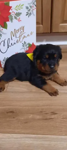 Filhotes de Rottweiler | Companhia cheia de afeto.