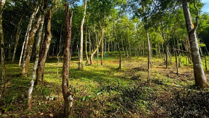 Gleba com 5.006,73 m², com documentação em Guaramiranga/CE.