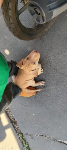 Vende-se pitbull