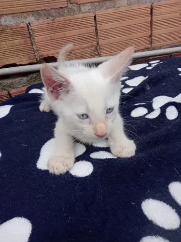 Gato macho branco olho azul adoção